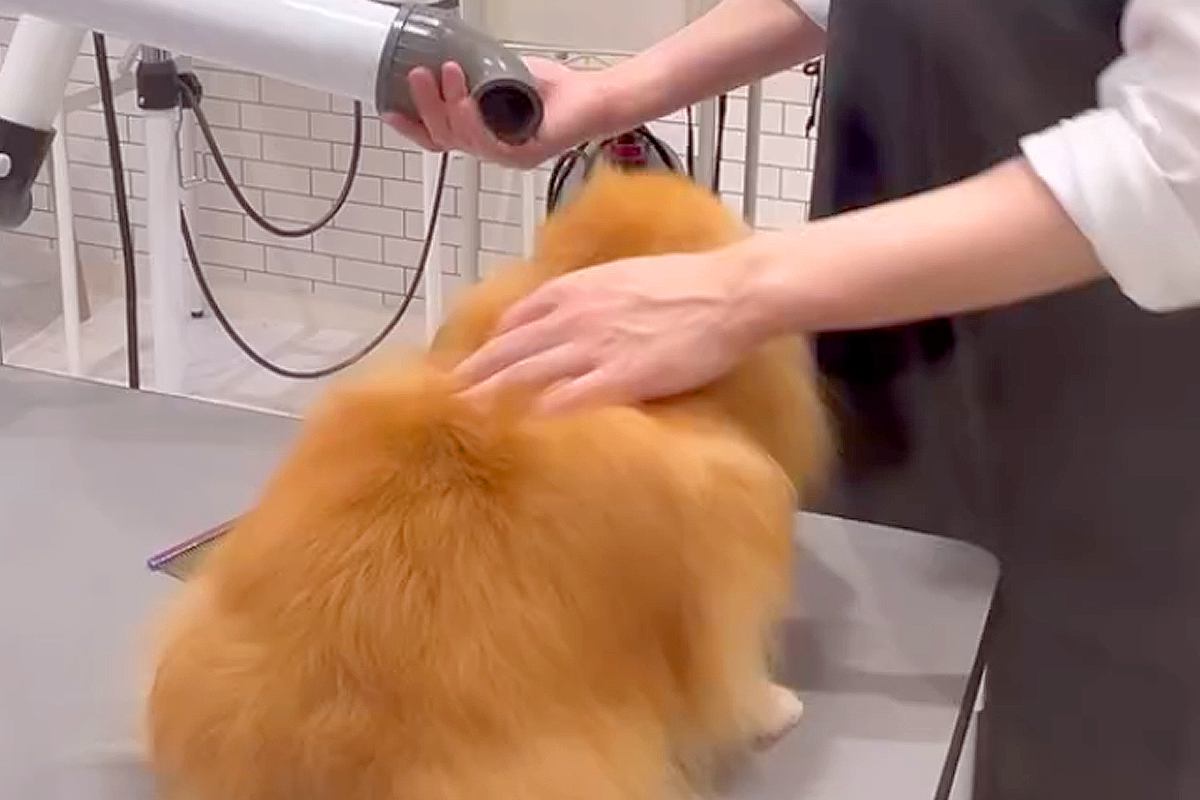 『イケメントリマー』に恋をしている犬→わざとらしく『抱っこ』をせがみ…尊すぎる光景が122万再生「あざとい賢い子」「デレデレで可愛い」