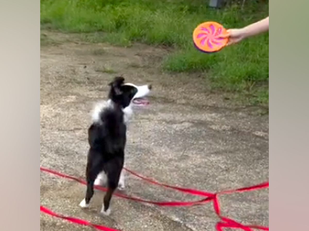 2年前、初めて犬がフリスビーをキャッチして…信頼と努力が結実した『まさかの現在』に称賛の声「かっこよすぎる」「絆が形に」「成長がすごい」