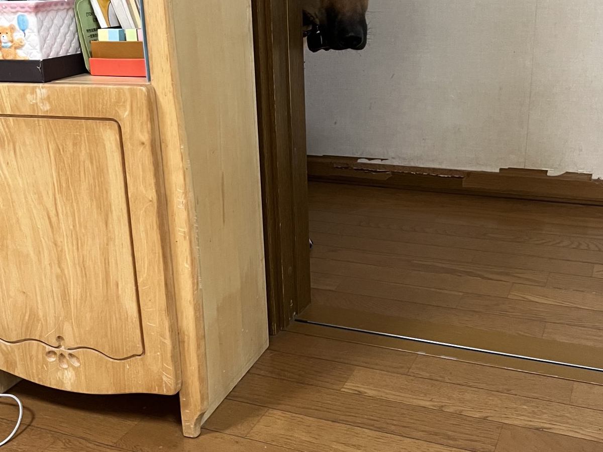 強面の大型犬に『新しいお皿』を使った結果→柄が違うだけなのに…見た目とは裏腹な『まさかの光景』が1万9000表示「心のサイズ感が可愛い」