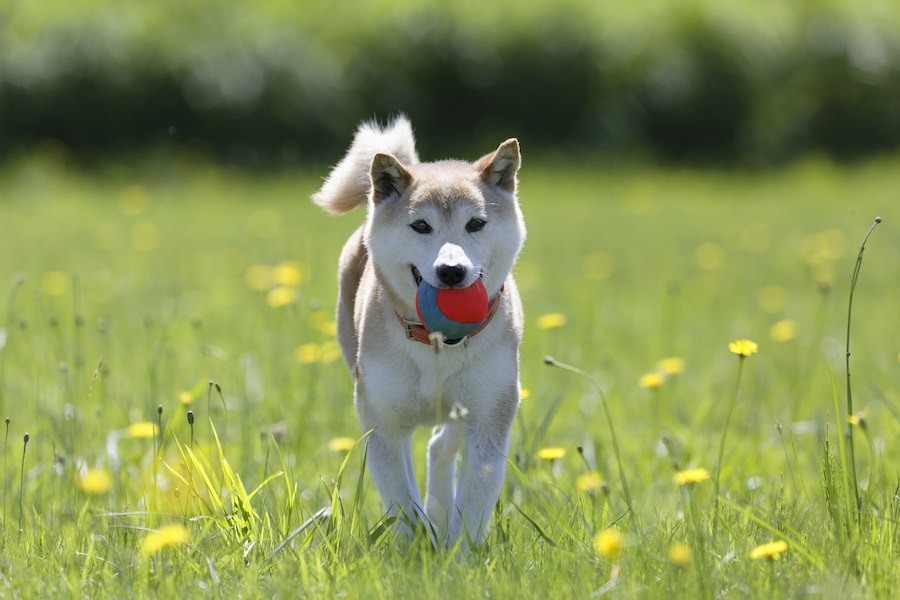 『散歩嫌いな犬』がかかりやすい病気3選