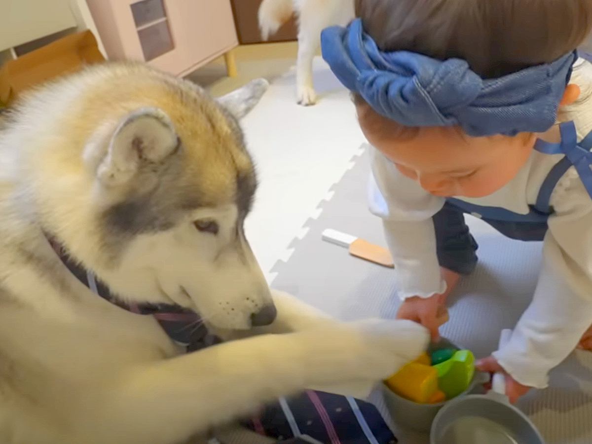 お世話好きな１歳の女の子が『ハスキー犬とおままごとをした』結果…『いただきます！』優しく付き合ってあげる"平和すぎる世界"が話題に