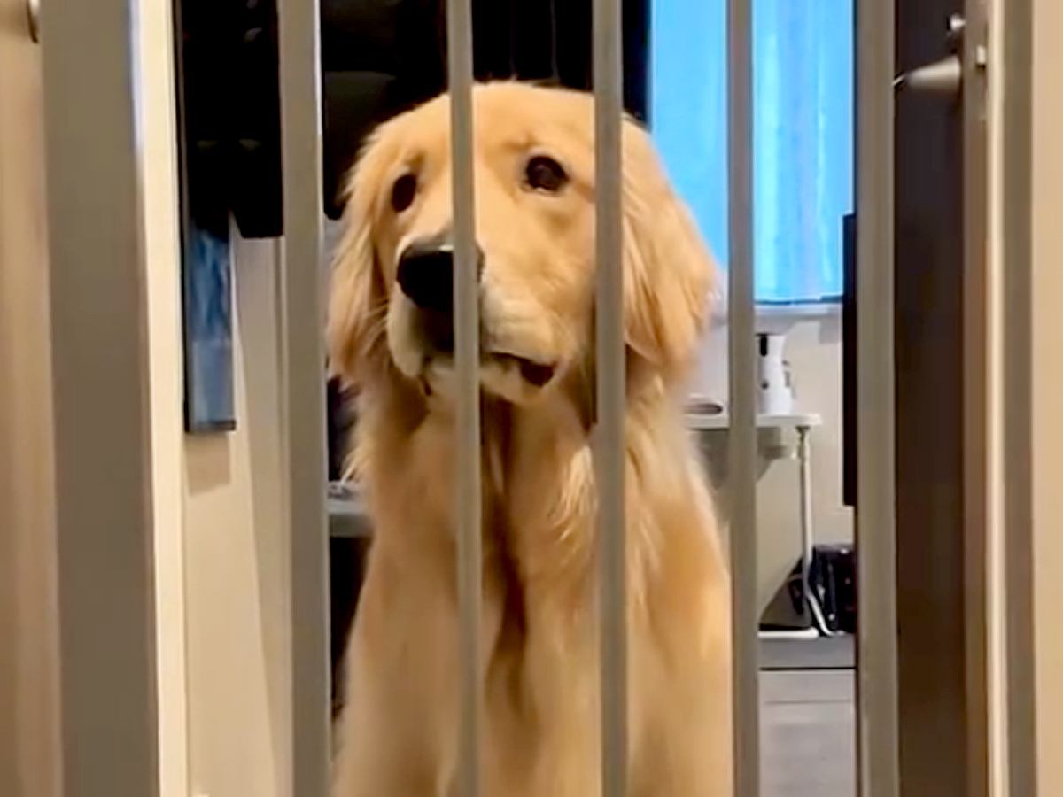 ゴミ捨てに行っている間、大型犬の行動をカメラで観察したら…想定以上だった『健気すぎる行動』が97万再生「本当に人間みたい」「可愛い」の声
