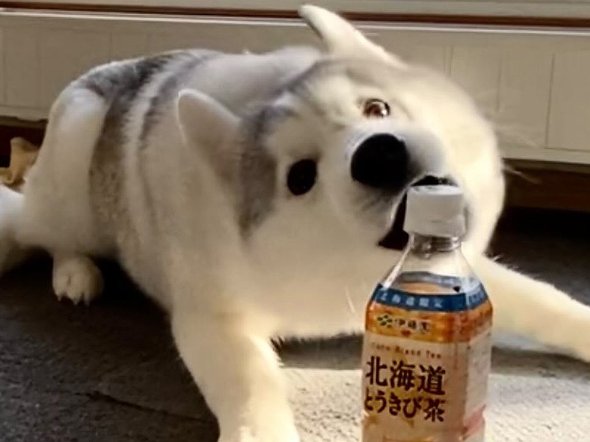 ペットボトルを目の前にしたハスキーの子犬→なぜかビビり散らかし…まさかの『敵認定する光景』に「かわいいｗ」「仕事の疲れ吹っ飛んだ」の声