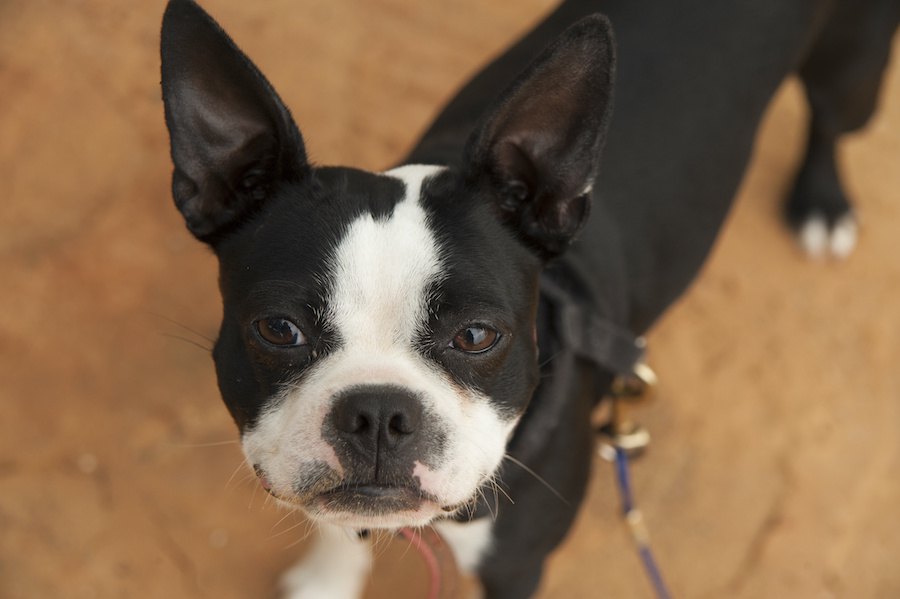 犬は『犬嫌いな人』を見分けられる？