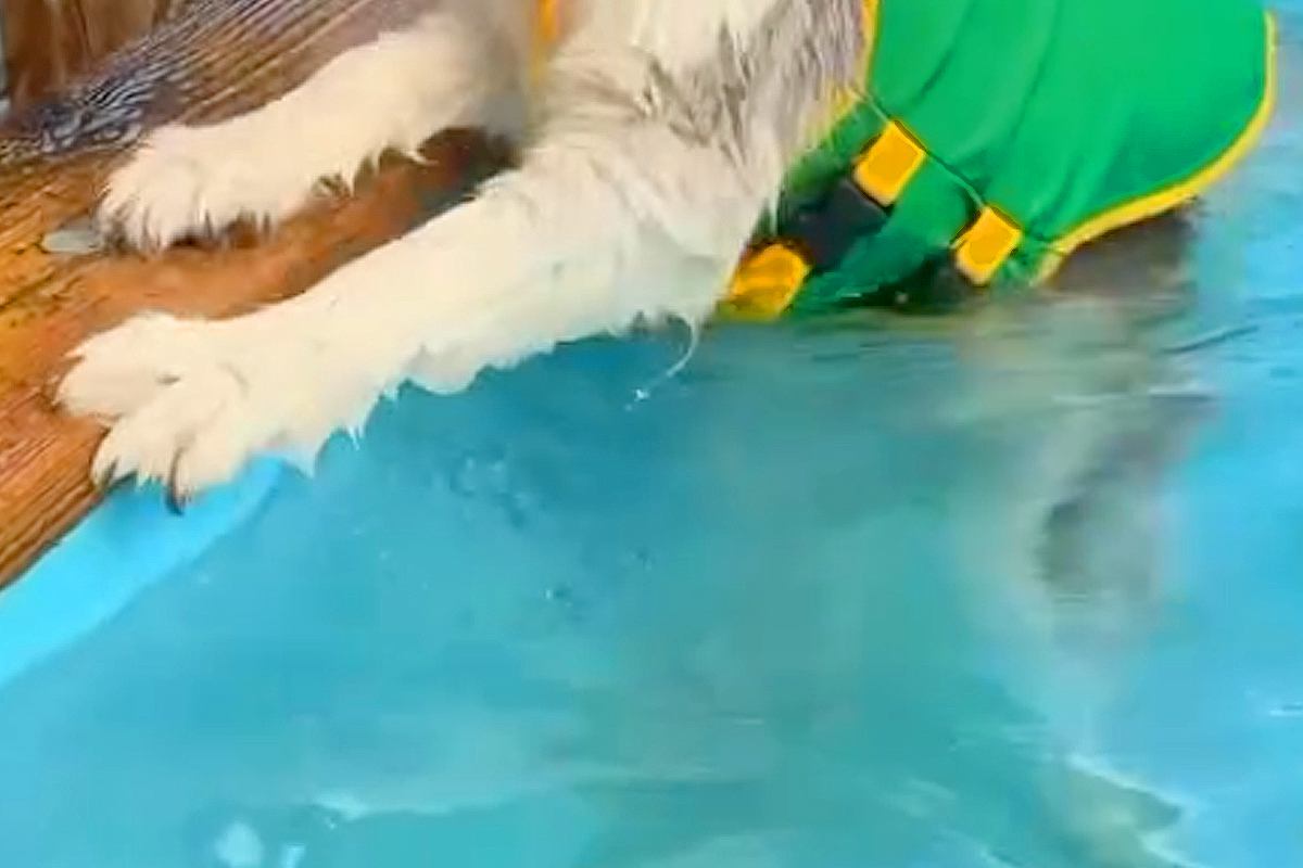 プールに来た大型犬→『楽しく泳ぐかな』と思ったら…必死すぎる『子どものような光景』が103万再生「何してんねんｗｗ」「帰りたそうで草」