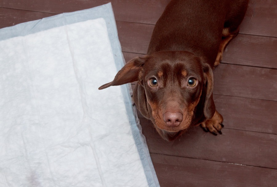 犬がトイレシートを噛んでしまう原因と対処法