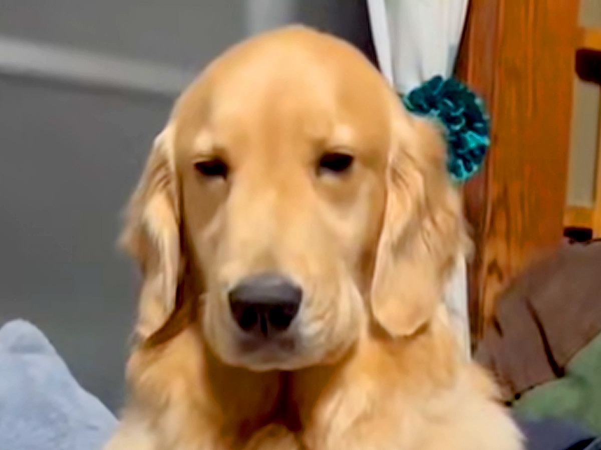 ドッグランから帰ってきた大型犬→イスで一休みしていたら…疲れ切って見せた『尊い光景』が59万再生「寝ていいよｗ」「グニャングニャンで草」