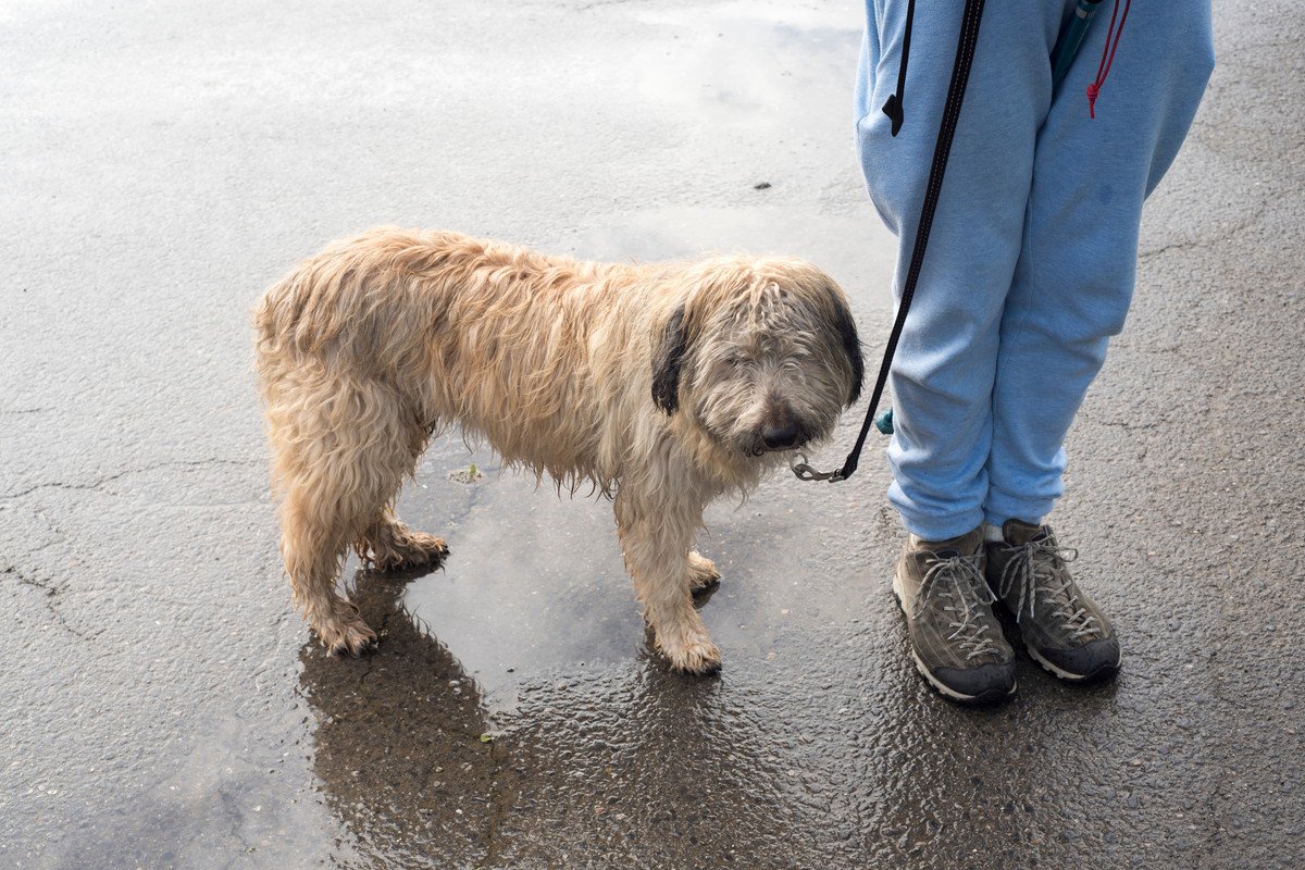 犬が雨に濡れてしまったらどうすべき？毎回シャンプーをした方がいいの？