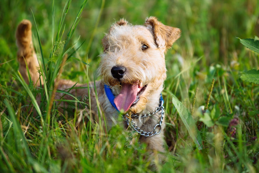 犬のお散歩中は「オヒシバ」に注意！アレルギー症状と取り除き方・対策