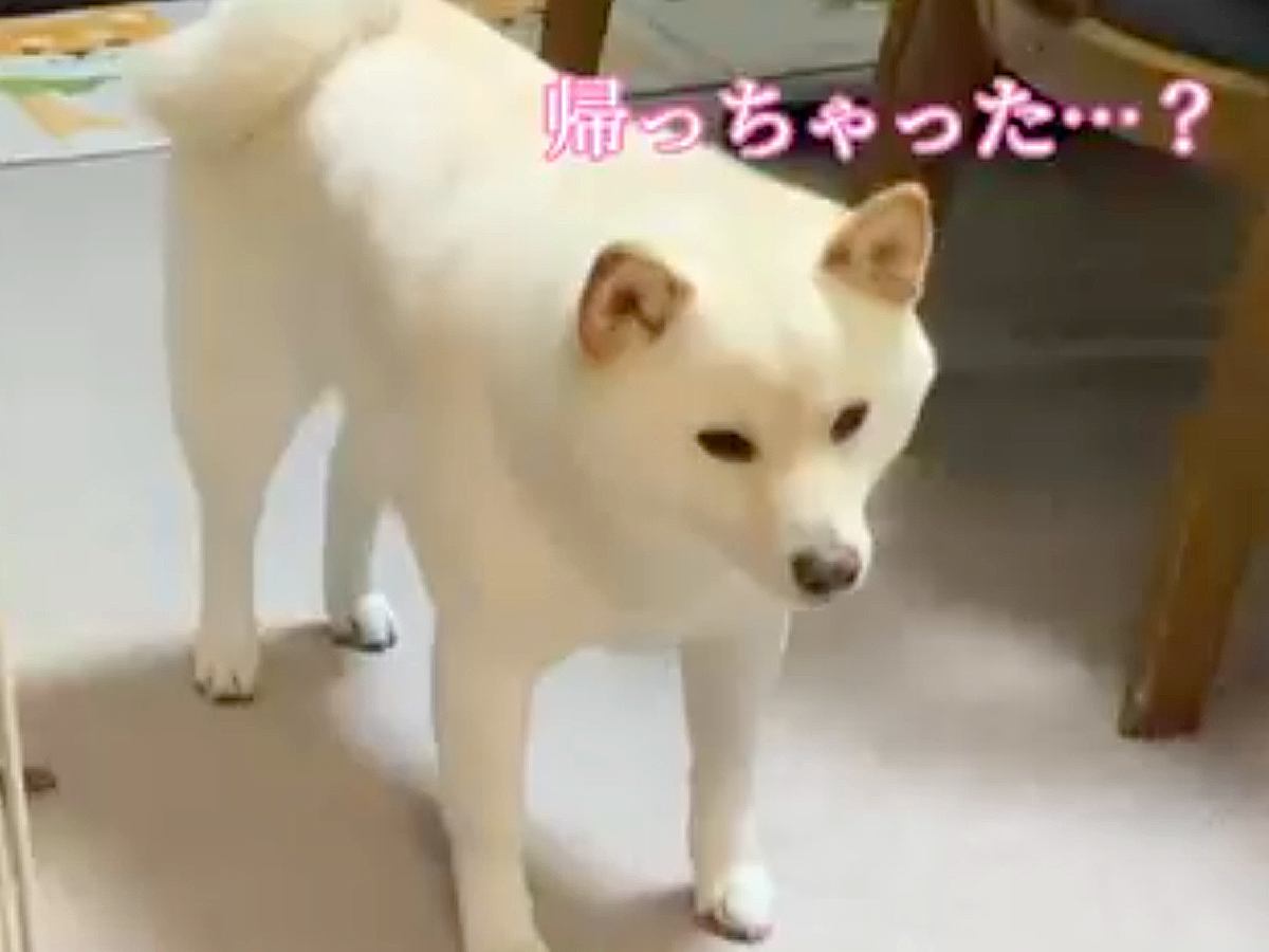 1週間ぶりに会った犬とお兄ちゃん→帰ってしまった結果、残された犬が…あまりにも切ない『泣ける光景』が83万再生「なんて健気」「表情が…」