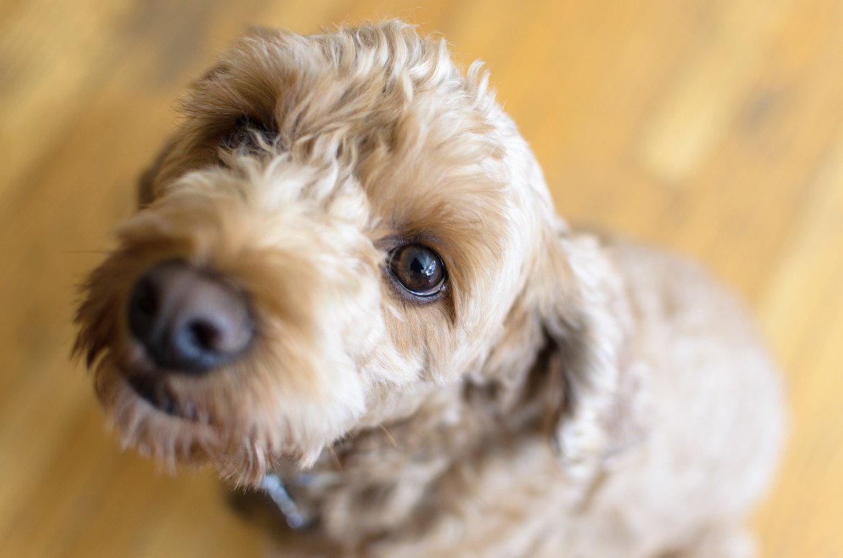 犬は飼い主の『笑顔や泣き顔』を認識してる？愛犬が持つ優れた能力まで解説