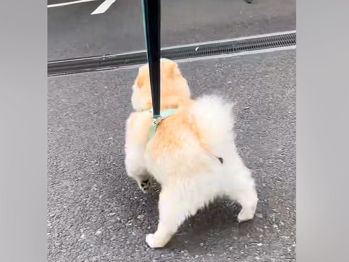 『推しのおじさん』にどうしても会いたい犬→職場まで見に行った結果…愛があふれだした『再会の光景』が21万再生「相思相愛だ」「ほっこり」