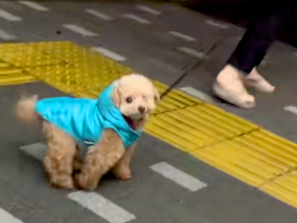 『フードで顔を隠した状態で散歩コースにいたら、愛犬は気付くのか？』検証したら…まさかの反応と可愛すぎる結末に「３度見ｗ」「天使」の声