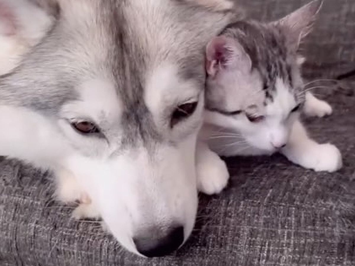 子猫のことが大好きなハスキー犬→同居犬も混ざろうと近づいてきて…まさかの『独り占めする光景』に3万再生の反響　相思相愛すぎる様子に悶絶