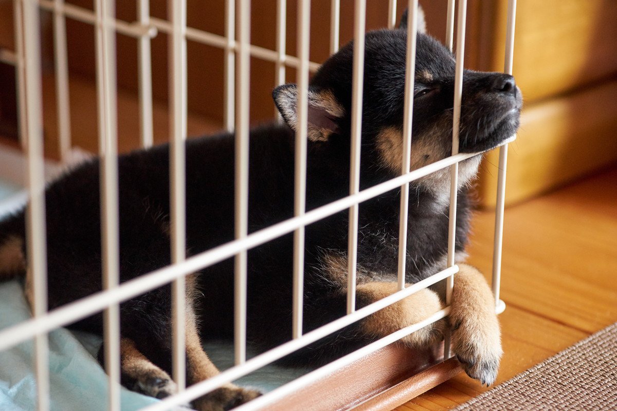 初めて犬を迎えるときにやりがちなミス5つ 　病気や怪我に繋がるかも？注意すべきポイントまで解説