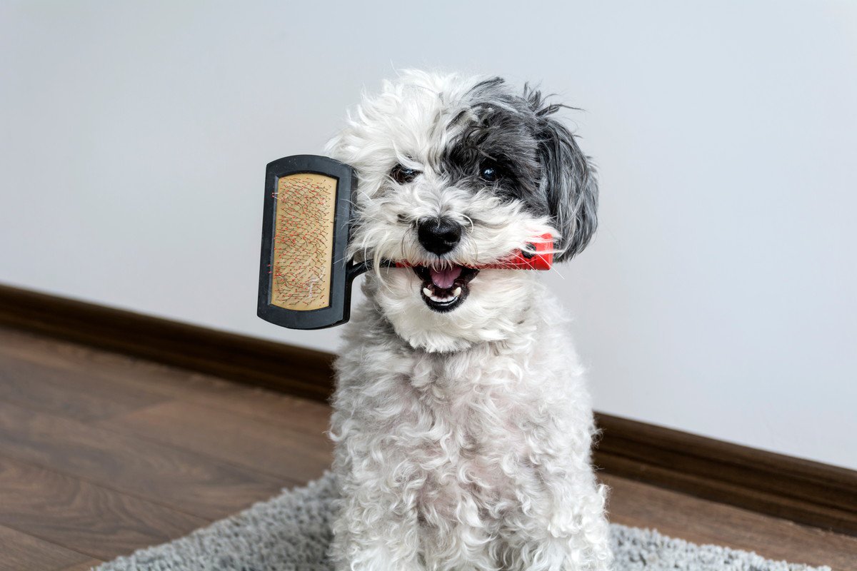 犬の『毛質が悪くなってしまう』NG行動4つ　間違ったお手入れ方法とは？