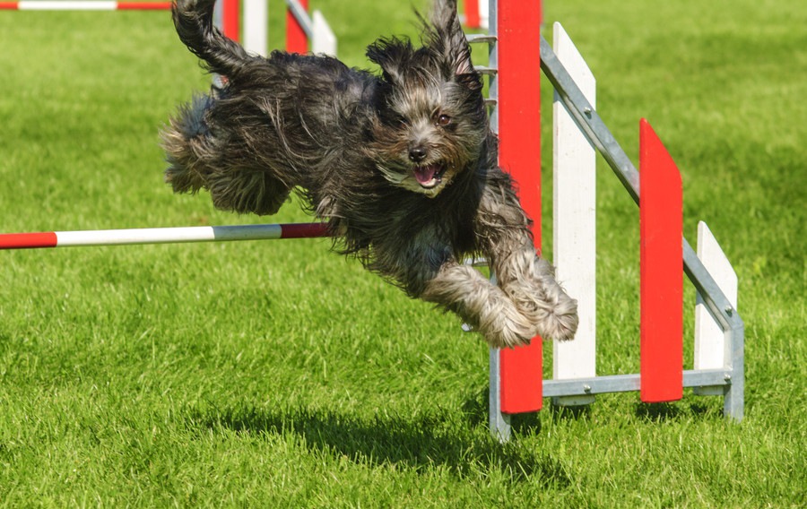 犬の競技会に出たい！まず何をすればいい？