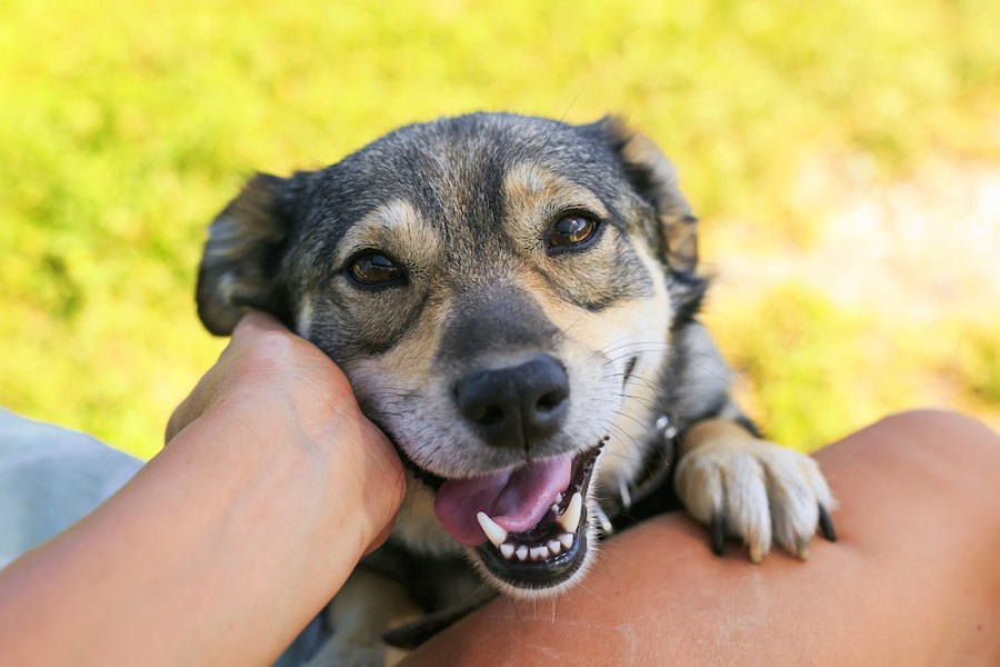 犬の足の動きで分かる気持ち６つ