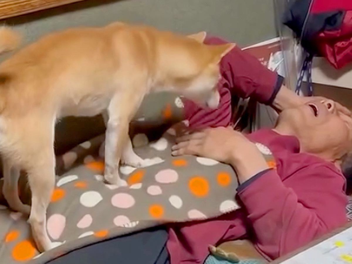 年越しの瞬間、寝ているお父さんに犬が近づいた結果…可愛すぎる『まさかの行動』が13万再生「笑い止まらんｗ」「私もされたい」と爆笑の声