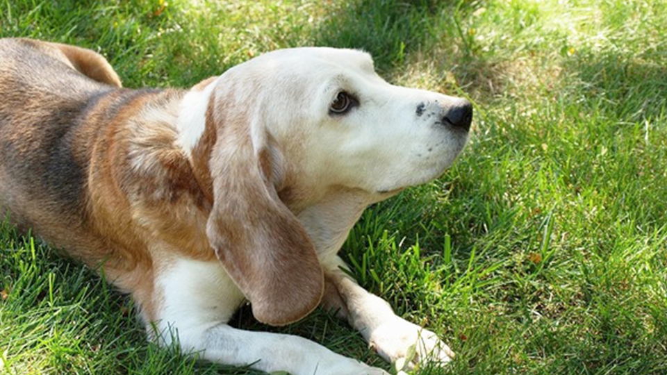 犬のボケは人が原因？飼い犬ならではの生活が痴呆を誘発する！