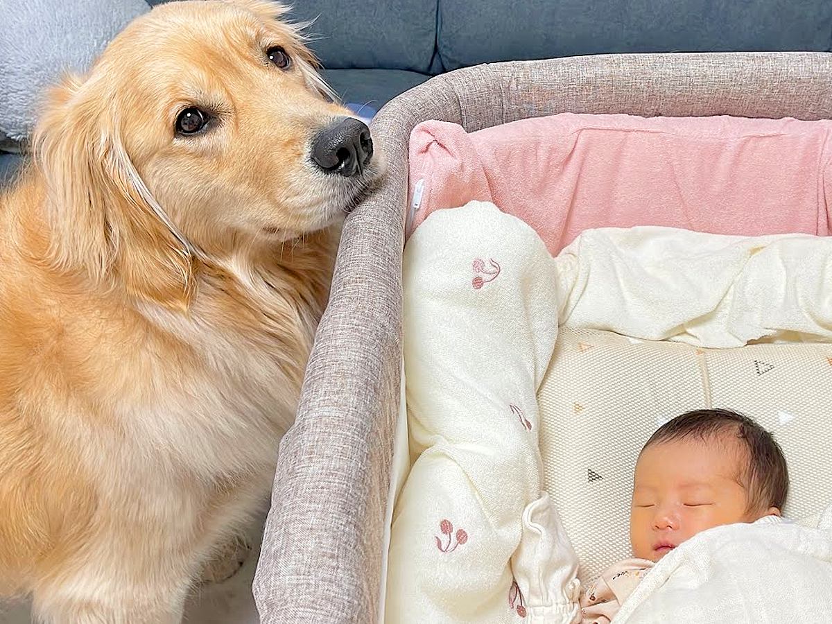 赤ちゃんが生まれたら大型犬が…まさかの『逐一報告に来てくれる姿』が可愛すぎると54万再生「健気…」「ほんとにお姉ちゃんみたい」と悶絶