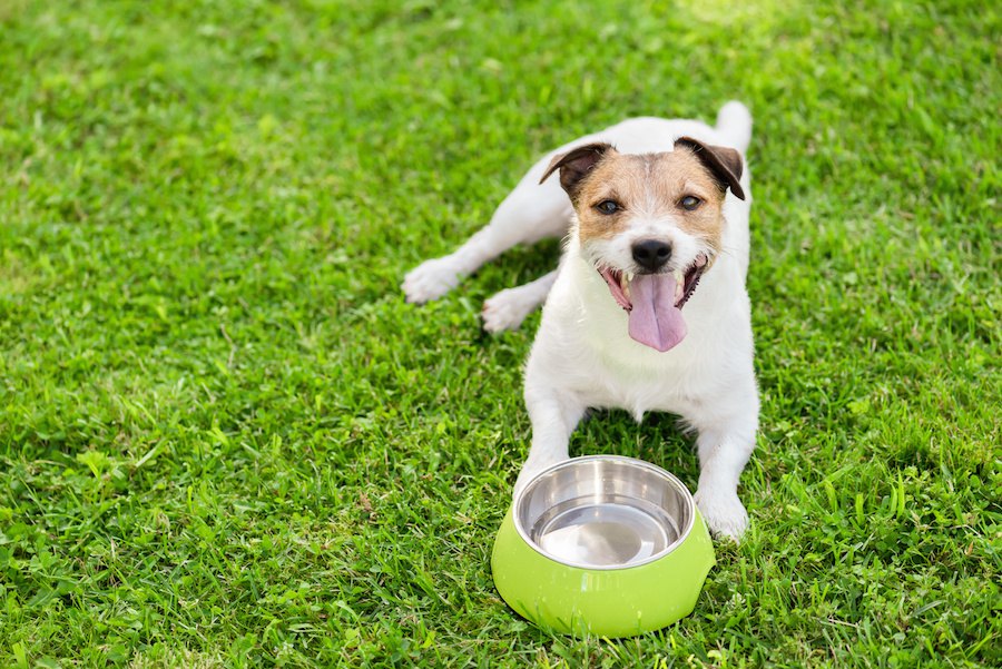 犬がお腹を空かせているときの仕草や行動７つ