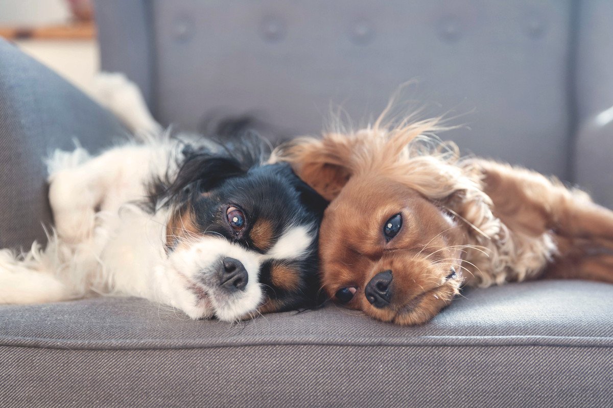 犬の『多頭飼い』に適していない人の特徴3つ　愛犬を不幸にさせてしまうかも…慎重に検討すべき理由とは
