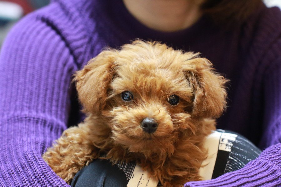 実は間違えているかも？犬の『抱っこの正しいやり方』を徹底解説