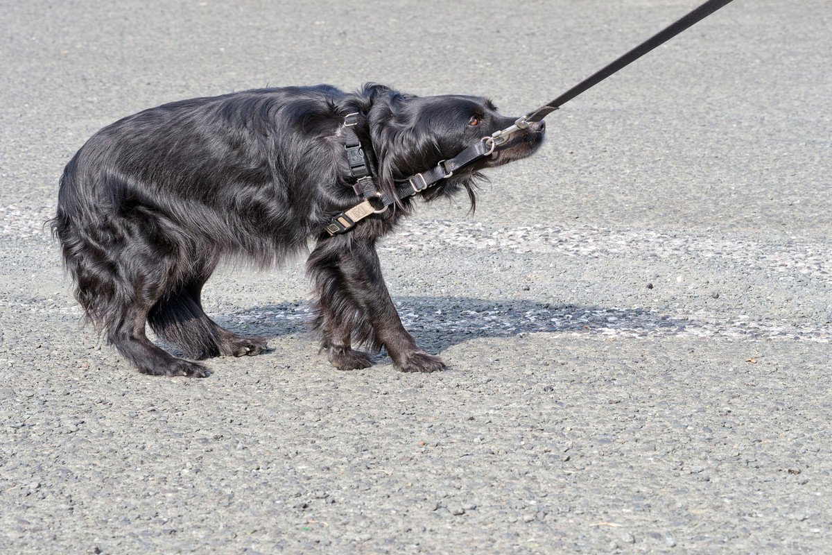 愛犬があなたに危険を伝えているときのサイン6つ　飼い主がとるべき行動や注意が必要なポイントをご紹介