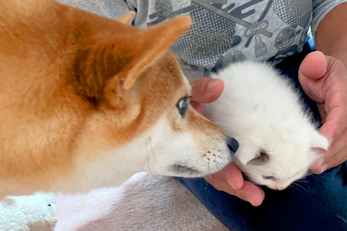 生後1ヶ月『手のひらサイズの赤ちゃん子猫』→犬よりも全然小さかったのに、3年後…予想を上回る『成長した一枚』に反響「ご立派になられて」