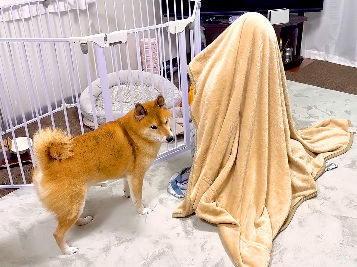 普段は会えないおばあちゃんが『タオルの中に隠れてるドッキリ』を犬に仕掛けた結果…どんくさ過ぎる反応が20万再生「たまらんｗ」「天才」