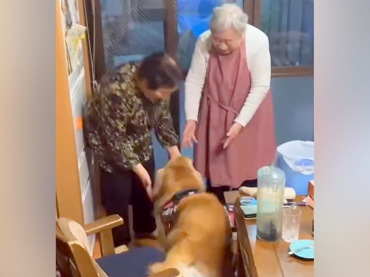 大型犬が『双子のおばあちゃん』を発見した瞬間…幸せが大渋滞している『お互いのやり取り』が31万再生「もう全員可愛い」「ピーピー嬉しそう」