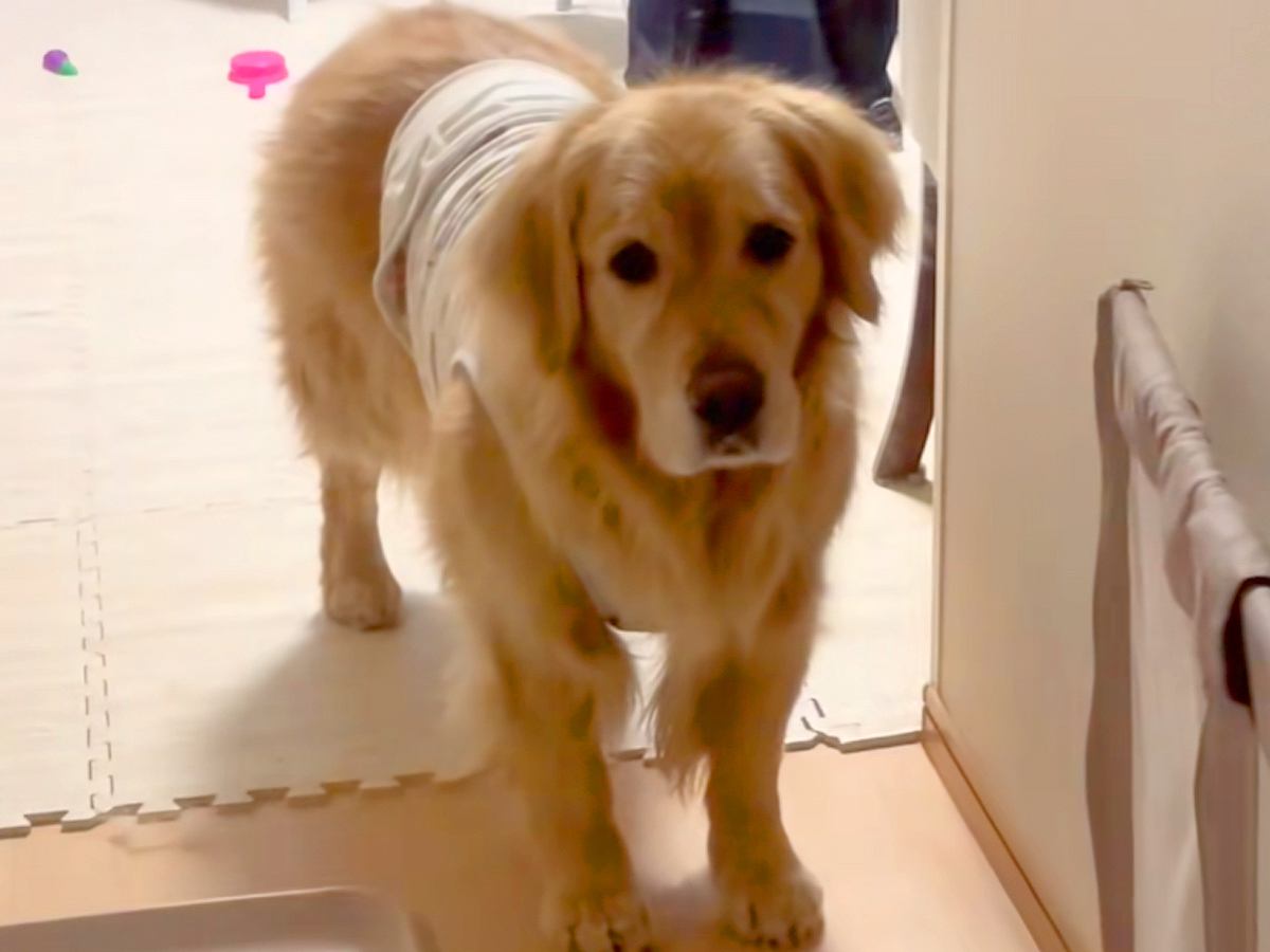 ママ大好きな大型犬が『パパと寝ることになった』結果…あからさまに『態度に出てしまう様子』が64万再生「不服で草」「分かりやすいｗ」と爆笑