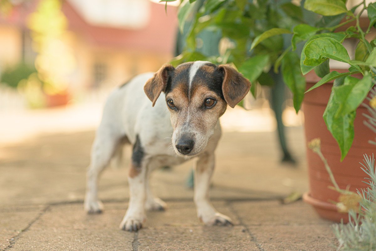 犬の『若さを保つ秘訣』4つ！老化を防ぐためにできることとは？