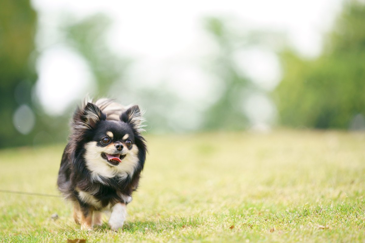 みんなはどうしてる？犬の『お散歩コース』は毎回変えるべき？