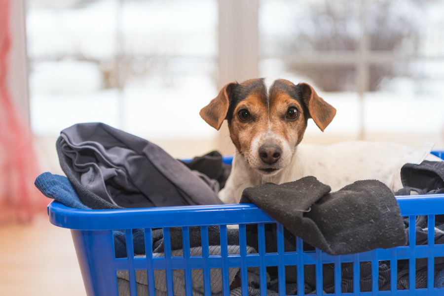 犬が飼い主の服の上でゴロゴロ転がる心理５選！やめさせる方法は？