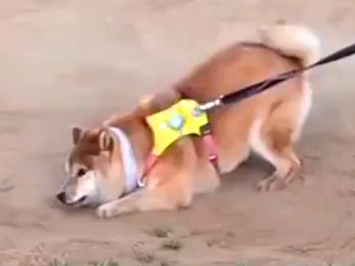 『さすがに丸洗い確定』散歩中、砂の上を歩いていた柴犬が…唐突にみせた『衝撃的な行動』が9万表示「土埃あがるほどｗ」「全力でかわいい」の声