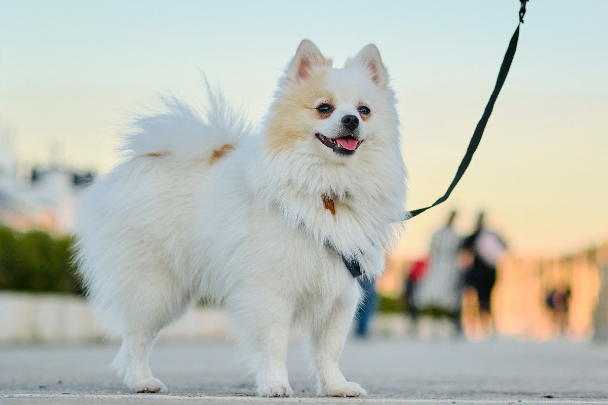 犬にとって『散歩』ってどんな意味があるの？絶対に外に出るべき4つのメリットや効果とは？