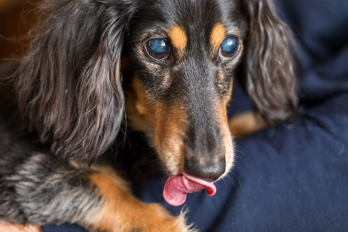 犬が『視力が落ちている時』にする行動や仕草4つ！散歩中の動きもチェックしてみて！