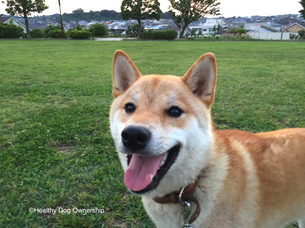 定期的な散歩が犬のストレスを下げる秘策となる