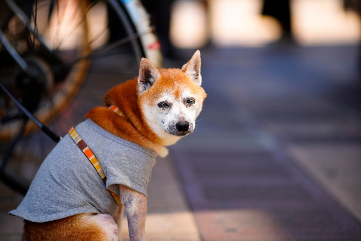 老犬になってもお散歩はハーネスとリーシュをつけてあげて！リーシュで身体を支えることもできる