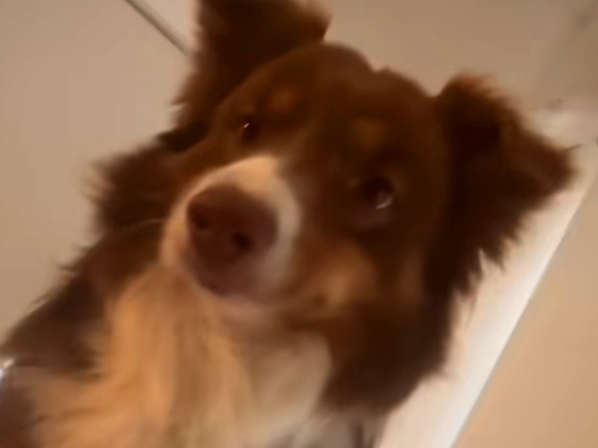 朝の4時半、毎回飼い主を起こしにくる犬→なかなか起きないでいたら…キレてしまう光景が47万再生「どんどん激しくなってるｗ」「可愛いｗ」