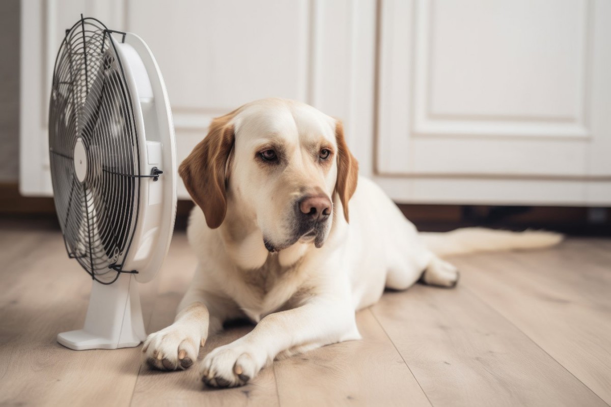 暑くて空気の悪い日は犬による咬傷事故が増えるという調査結果