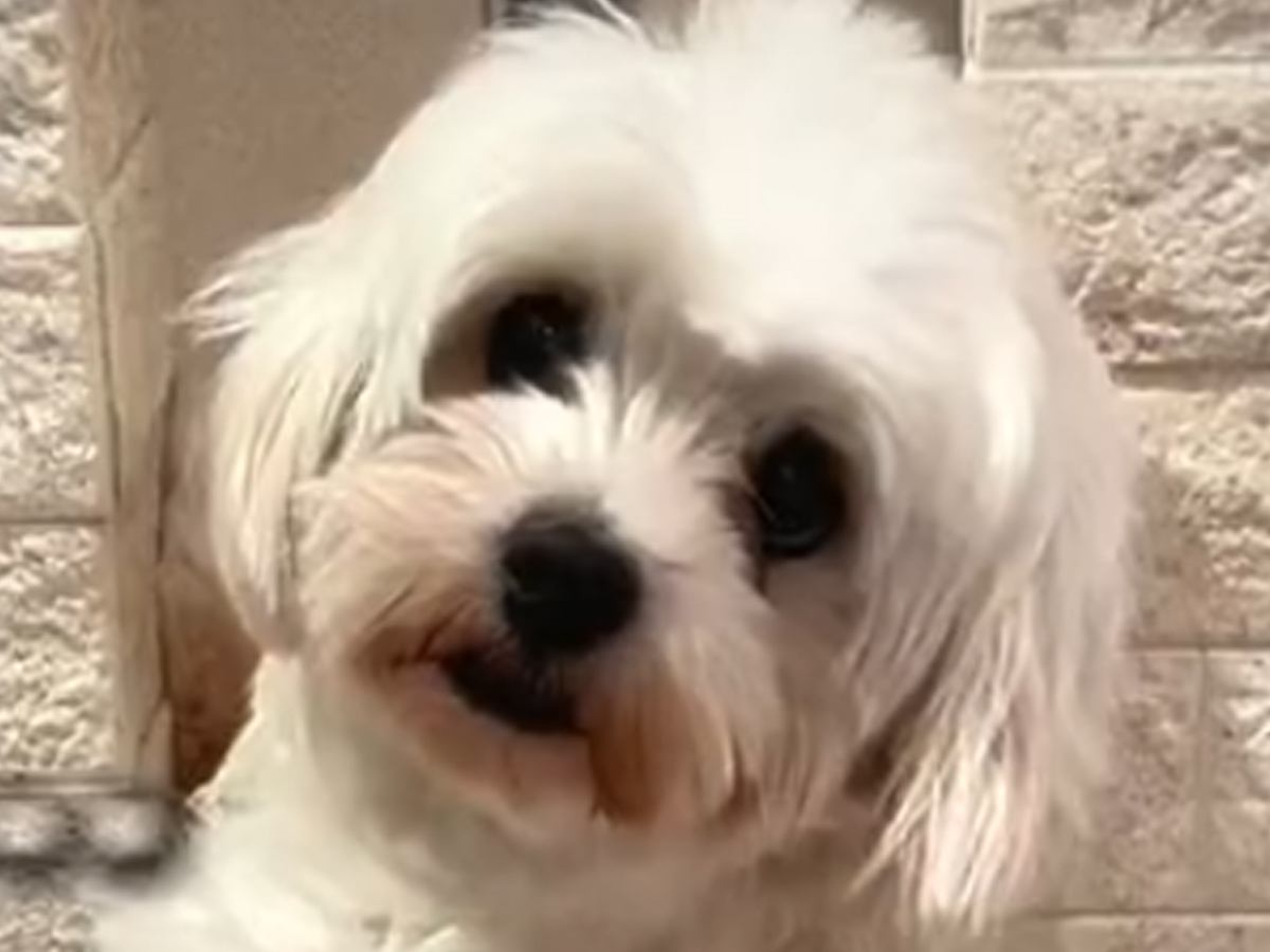 『人間が怖くて心を閉ざした犬』を保護→賢明にお世話をした結果…表情が全く違う『現在の姿』に「別犬かと思った」「笑顔泣ける」と感動の声