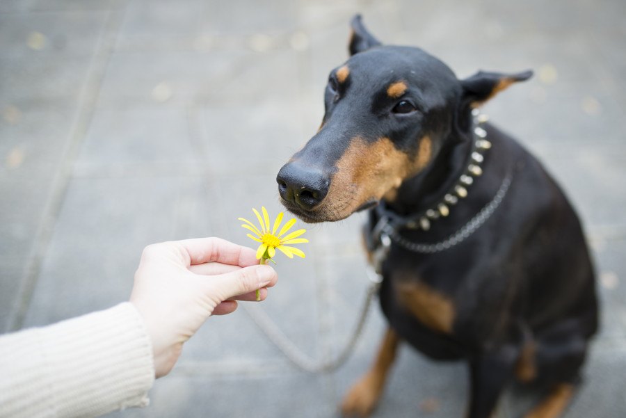 犬は匂いを好き嫌いする？好む匂いと苦手な臭いについて