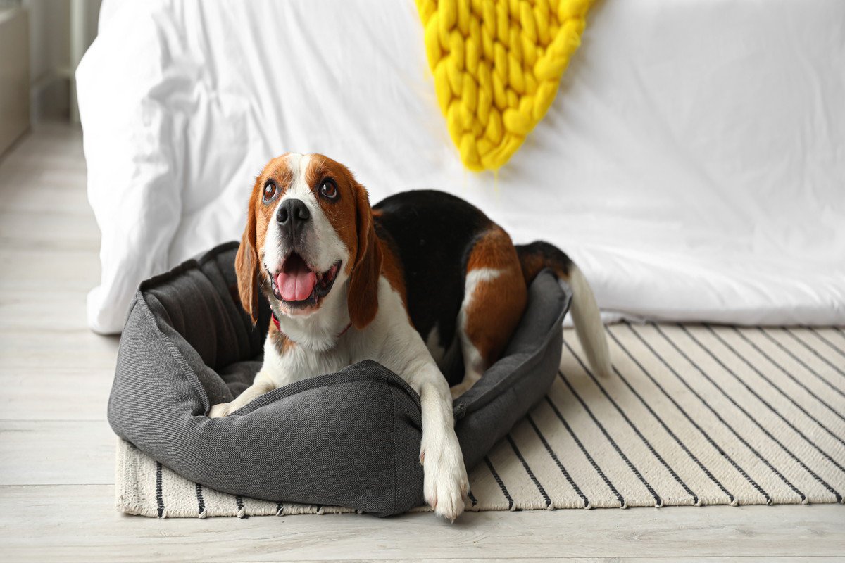 犬に『絶対NGな寝床』5選　病気やトラブルを引き起こす危険な状態とは？