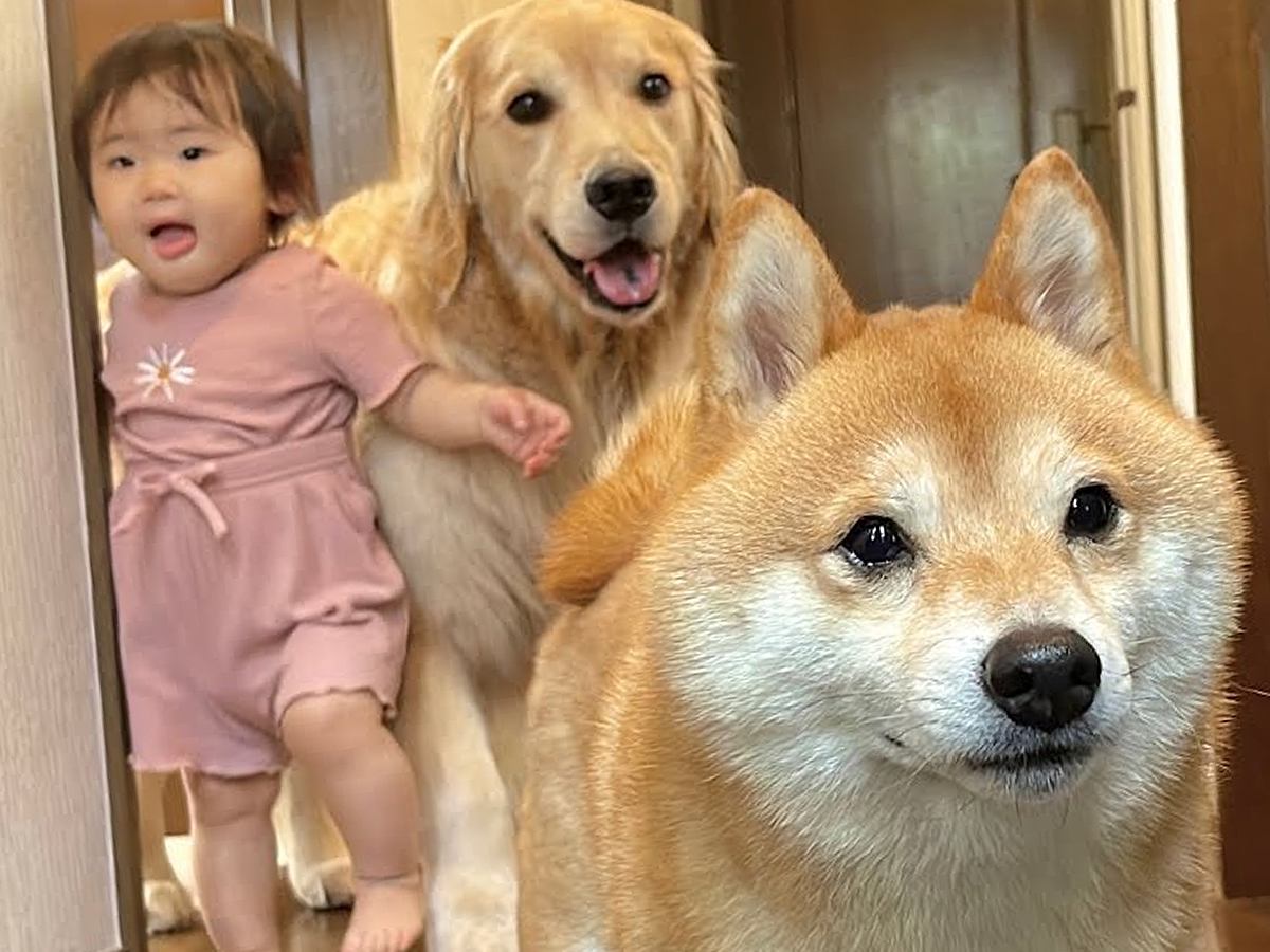 『お出かけできる』と勘違いした1歳の女の子と2匹の犬→玄関先で見せた『尊すぎる光景』が49万再生「幸せが渋滞してる」「平和やな」と悶絶