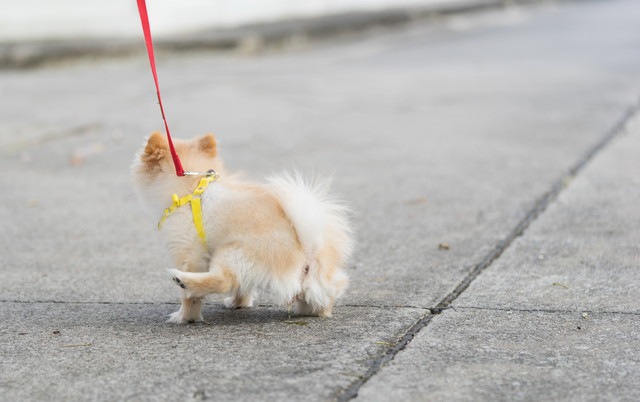 犬のおしっこから読み取る４つの病気