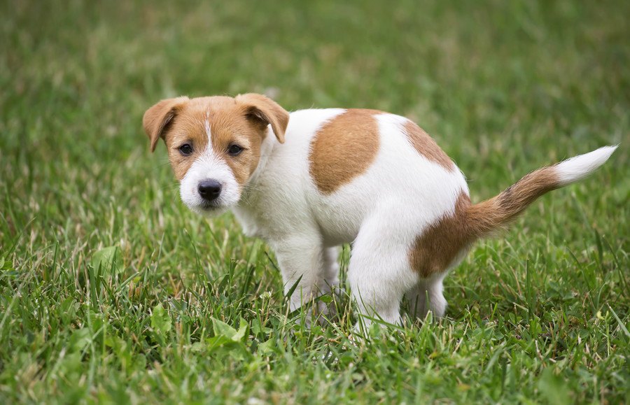 犬が飼い主の前でトイレをしなくなる理由と対処法