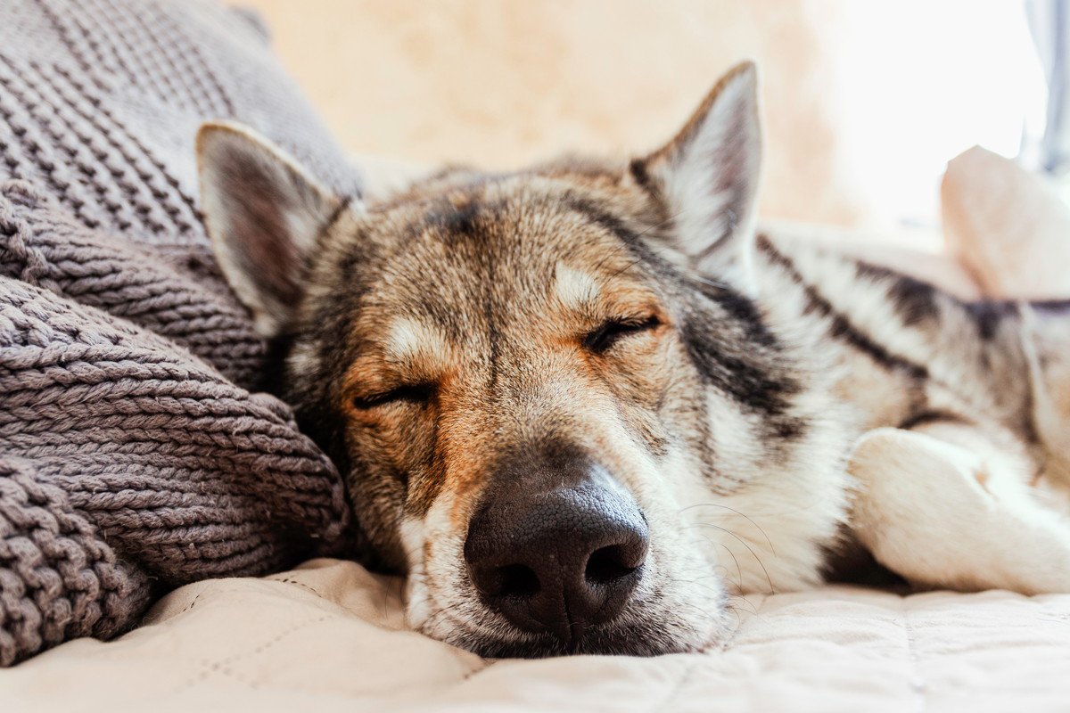 『ウルフドッグ』ってどんな犬なの？　種類やその特徴、飼育の難易度までご紹介